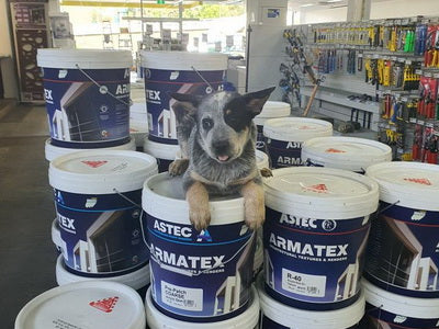 Randy the blue heeler thinks he should be our Wallmaster mascot.